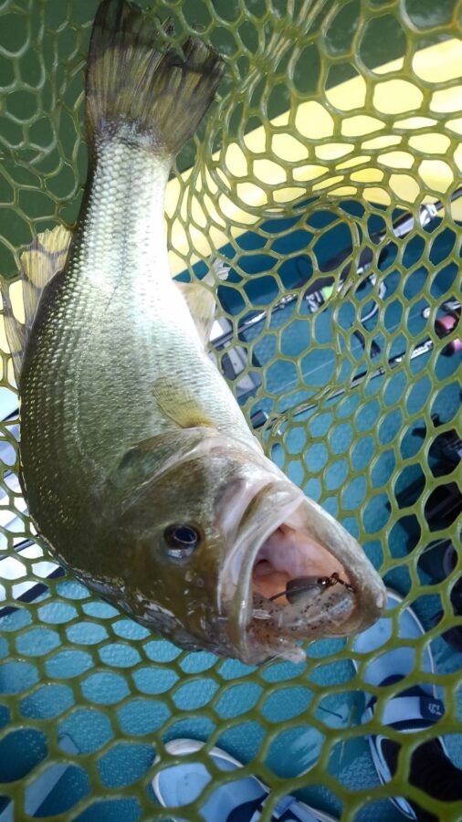 石井様～津久井湖/ブラックバス最大55cm6匹～