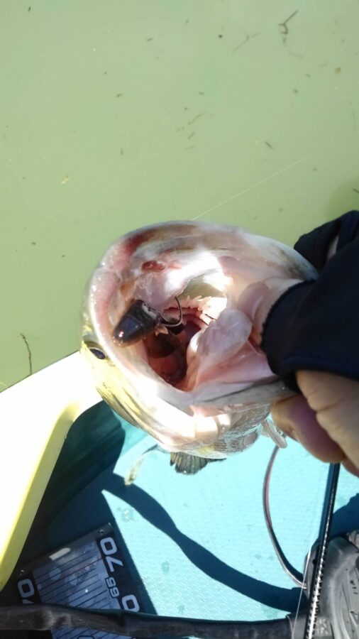 石井様～津久井湖/ブラックバス最大55cm6匹～