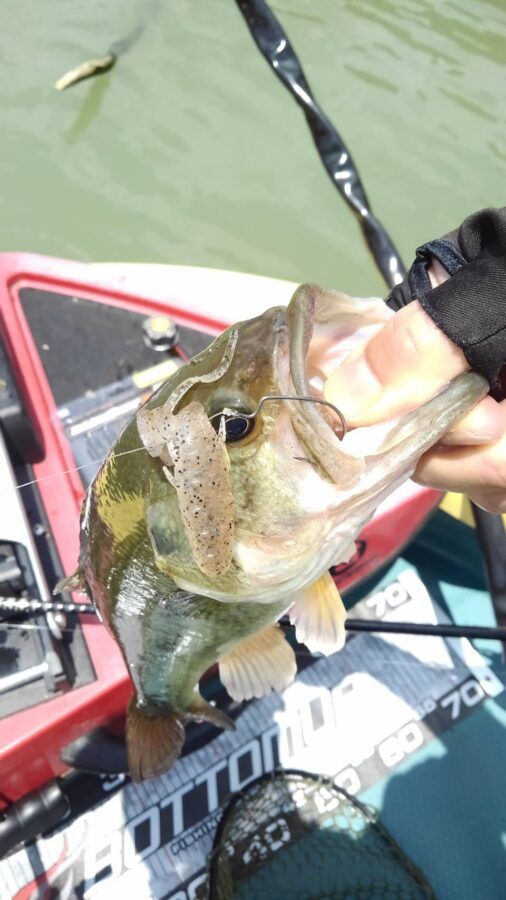 石井様～津久井湖/ブラックバス最大55cm6匹～