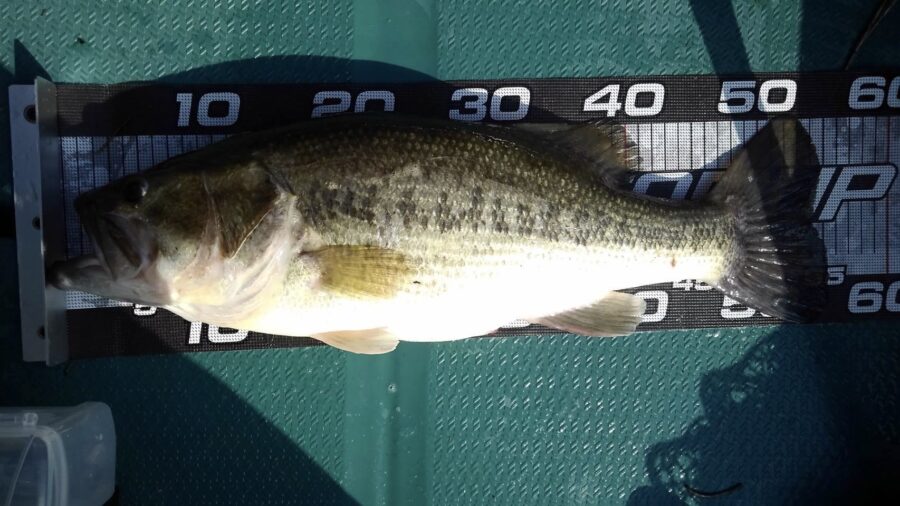 石井様～津久井湖/ブラックバス最大55cm6匹～