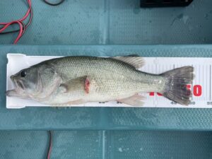 S様～津久井湖/ブラックバス50cm～