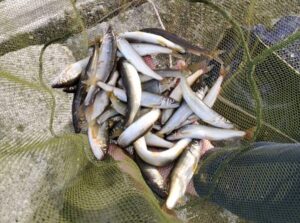 勝浦様・藤岡様とトラウト釣り仲間の方～相模川　昭和橋下流　分流/アユ27匹（お二人で）～