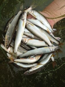 藤岡ご夫妻様～相模川　昭和橋下流/アユ…2人で34匹～