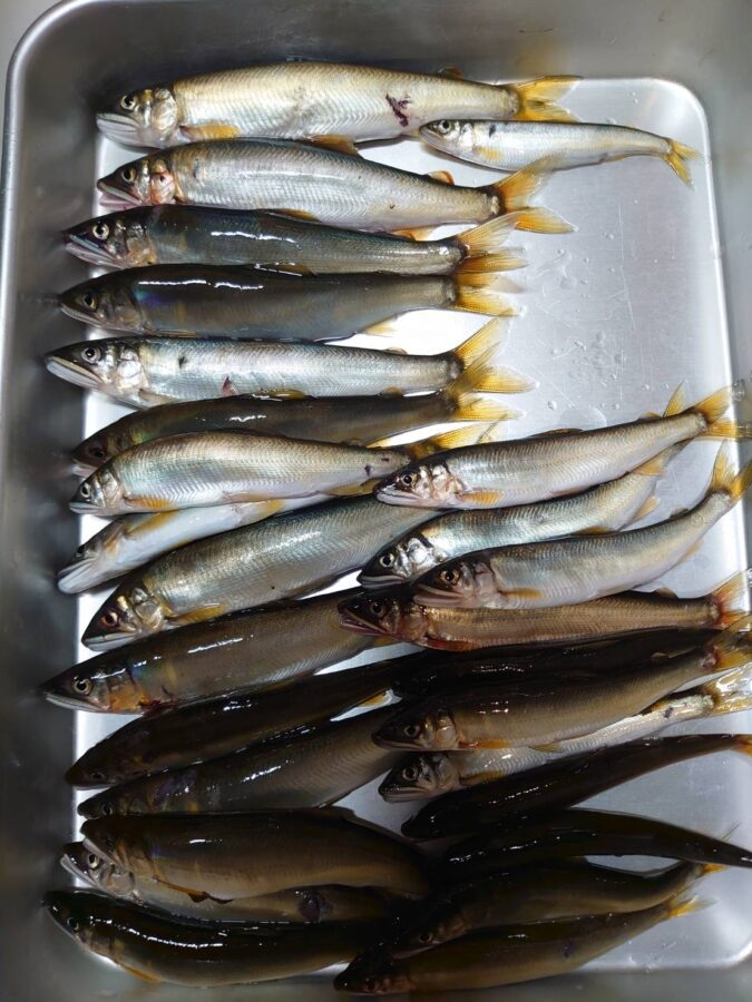 勝浦様・藤岡様とトラウト釣り仲間の方～相模川　昭和橋下流　分流/アユ27匹（お二人で）～