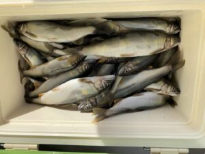 N様～桂川（団地裏）上流/アユ48匹最大19.2cm～