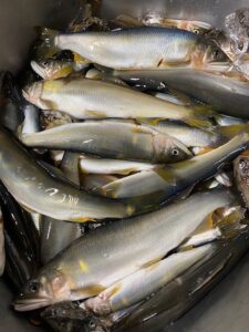 藤本様～神通川　新婦橋/鮎30匹最大20cm～