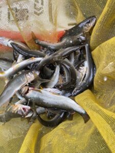 藤本様～桂川巌地区　四保津駅下/鮎43匹～