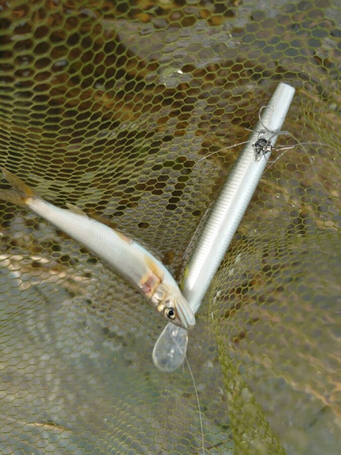 藤岡様～相模川　座架依橋上流/鮎5匹～