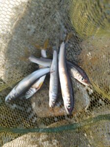 藤岡様～相模川　座架依橋上流/鮎5匹～