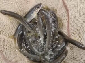 S様～相模川　昭和橋下流　本流側右岸/鮎18匹11cm〜18cm（13cm以上は6匹）～