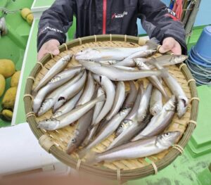 スタッフ小澤釣行記～茅ヶ崎〜平塚〜茅ヶ崎沖/シロギス…18〜24㎝/30匹～