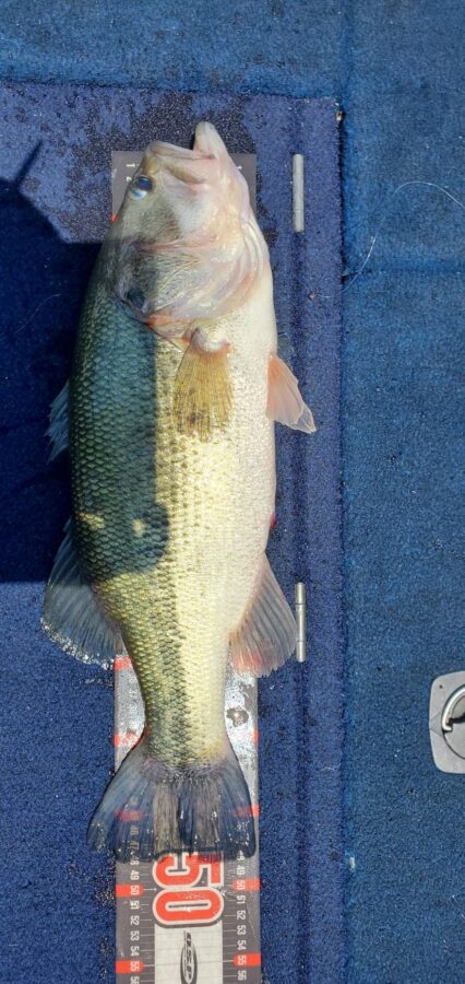 釣果報告多数！OSP『ドライブシャッド3.5インチとHPシャッドテール2.5インチの相模屋オリカラ(NGS)』