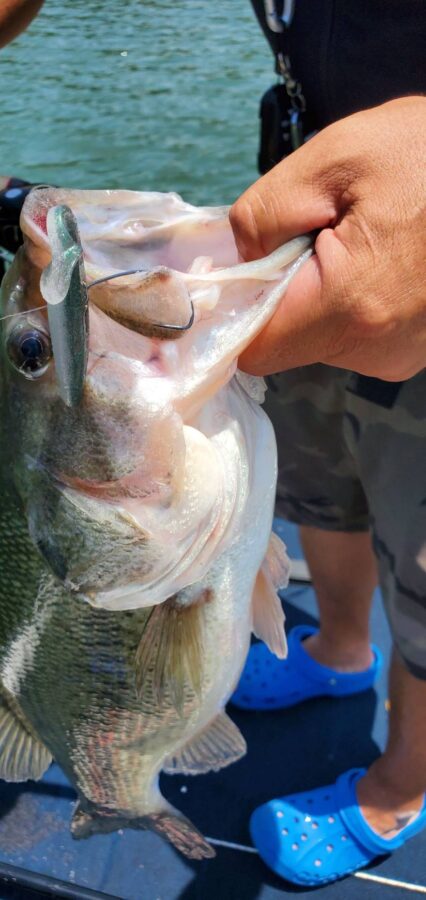 釣果報告多数！OSP『ドライブシャッド3.5インチとHPシャッドテール2.5インチの相模屋オリカラ(NGS)』