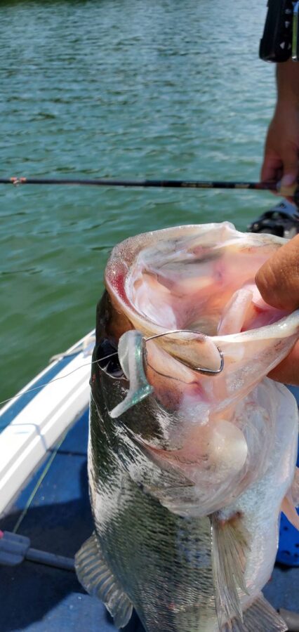 釣果報告多数！OSP『ドライブシャッド3.5インチとHPシャッドテール2.5インチの相模屋オリカラ(NGS)』