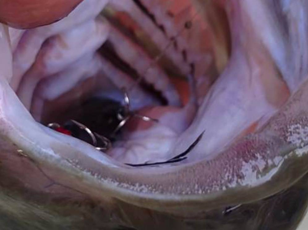 山岸様~西湖/ブラックバス51cm(2300g)~