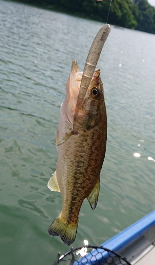 スタッフ吉田君釣行記~津久井湖/3人でブラックバス…15-41cm/15匹~