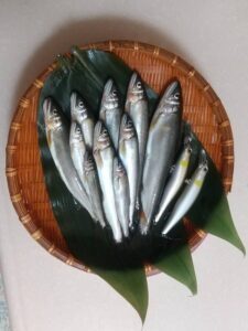 Ａ様～昭和橋下流　右岸/アユ10匹・10cm-19cm（内15cm以上6匹）～