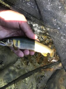 古川様～岐阜県・馬瀬川/アユ80匹…13-18cm～