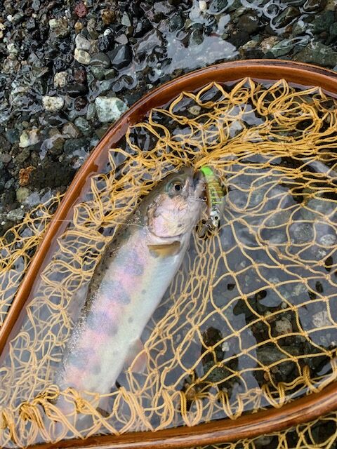 スタッフ平賀釣行記～桂川　普門寺裏/ヤマメ…4匹～