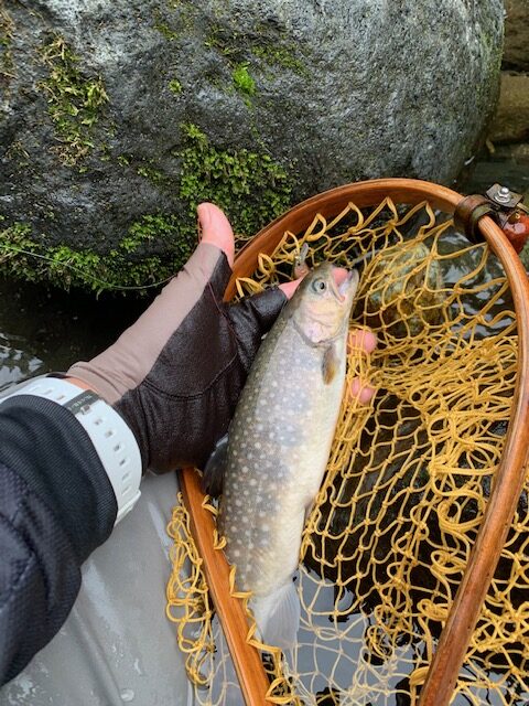 スタッフ平賀釣行記～桂川　普門寺裏/ヤマメ…4匹～