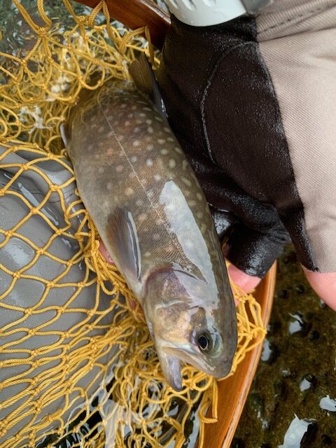スタッフ平賀釣行記～桂川　普門寺裏/ヤマメ…4匹～