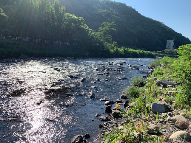 スタッフ平賀釣行記~葛野川/鮎25匹(込み)最大18cm程~