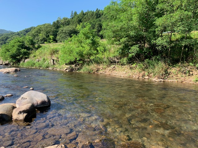 スタッフ平賀釣行記~葛野川/鮎25匹(込み)最大18cm程~