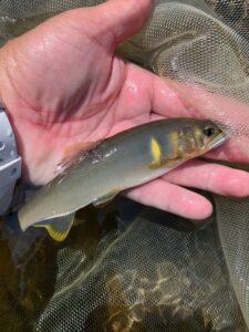 スタッフ平賀釣行記～葛野川/鮎25匹（込み）最大18cm程～