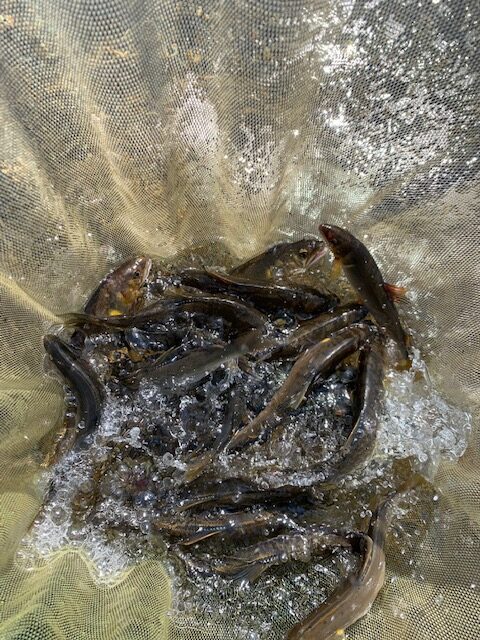 スタッフ平賀釣行記~葛野川/鮎25匹(込み)最大18cm程~