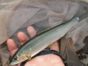 A様～相模川　昭和橋下流　本流右岸/鮎…12匹/12cm〜20cm（内17cm以上4匹）～