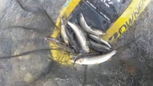 小室様～那珂川/鮎13匹12cm-17cm～