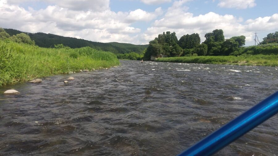 小室様～那珂川/鮎13匹12cm-17cm～