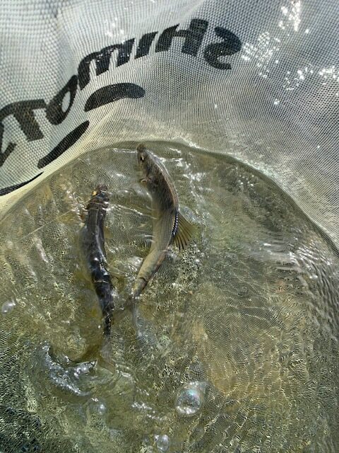 スタッフ平賀釣行記～相模川　一本瀬/鮎…16匹（オトリ込み）12cm-20.9cm～