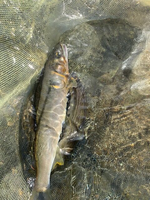 スタッフ平賀釣行記～相模川　一本瀬/鮎…16匹（オトリ込み）12cm-20.9cm～