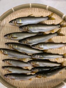 スタッフ平賀釣行記~相模川 一本瀬/鮎…16匹(オトリ込み)12cm-20.9cm~