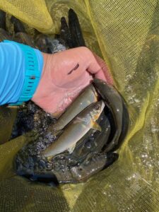 藤本様～相模川・葉山/鮎18匹15cm-21cm～