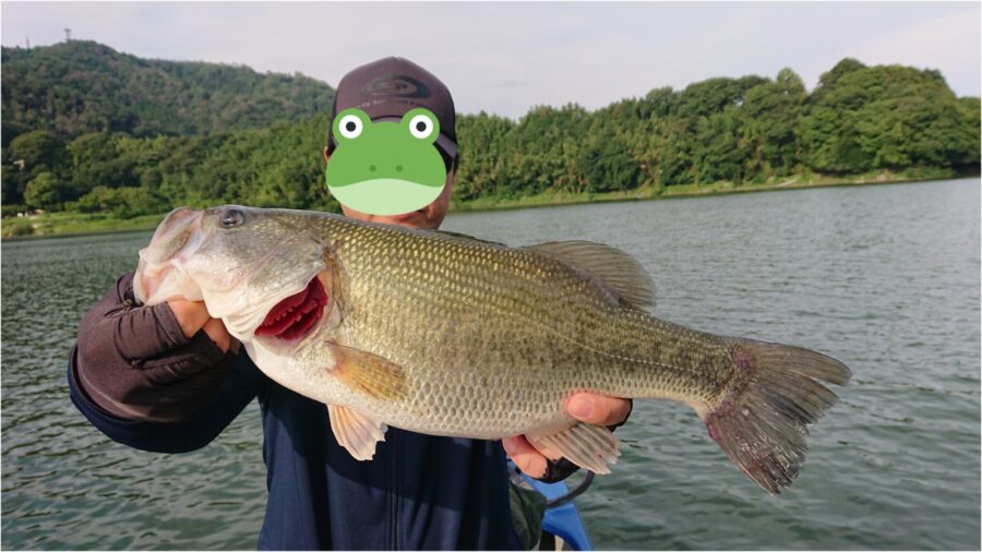 スタッフ吉田君釣行記~津久井湖/3人でブラックバス…15-41cm/15匹~