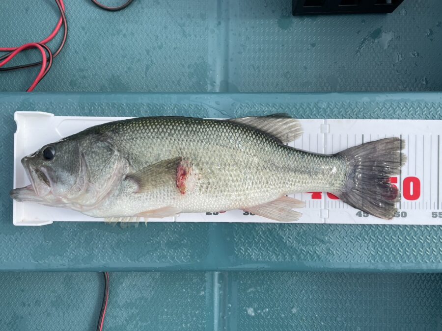 ついに発売！OSP『HPシャッドテール2.5インチ』『ドライブシャッド3.5インチ』相模屋オリカラ『NGS』』！