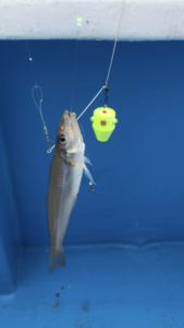 スタッフ小澤釣行記～茅ヶ崎沖/シロギス18〜22cm14匹～