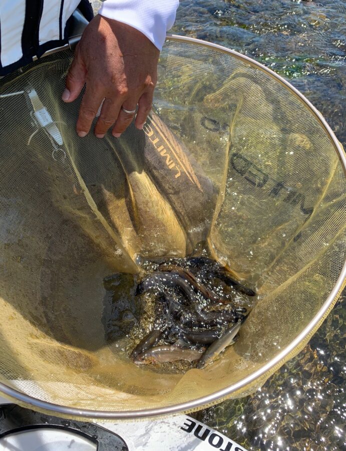 スタッフ平賀・齋藤・内田釣行記～中津川　高圧線下/アユ5匹〜19匹～