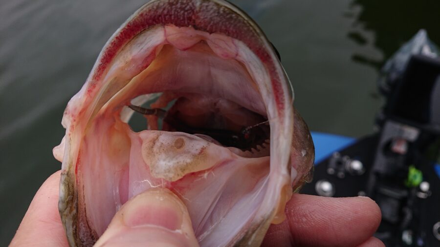 スタッフ吉田君釣行記～津久井湖/ブラックバス25-48cm7本～