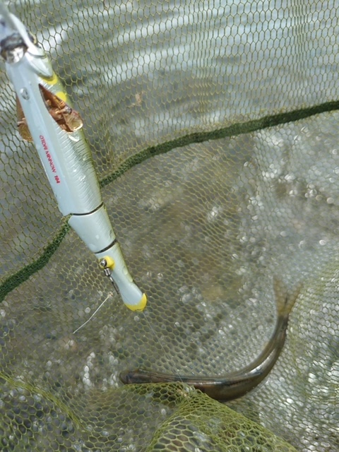 藤岡様～相模川　海老名の瀬/アユ10匹最大15cm程～