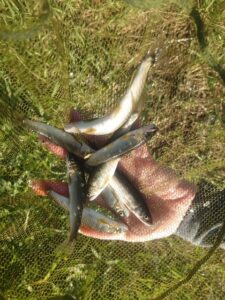 藤岡様～相模川　海老名の瀬/アユ10匹最大15cm程～