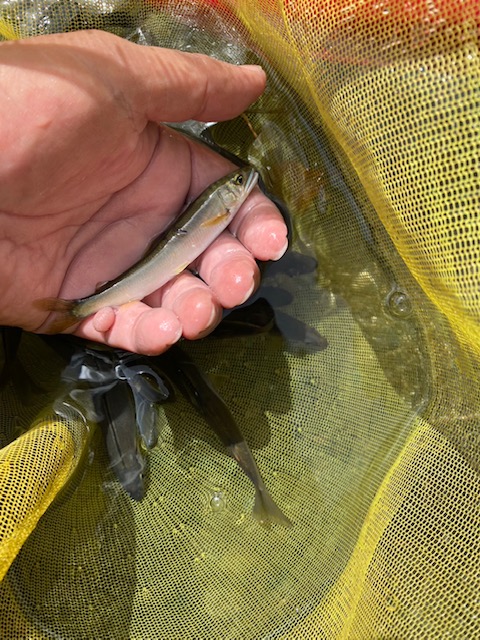 藤本様~中津川 ハ菅橋/アユ10cm-17cm21匹~