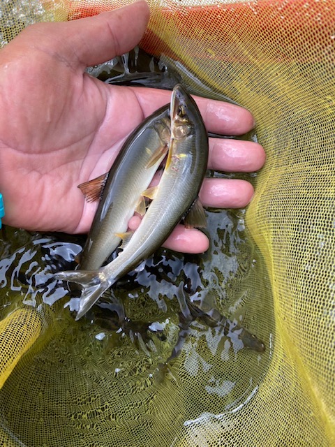 藤本様~中津川 ハ菅橋/アユ10cm-17cm21匹~