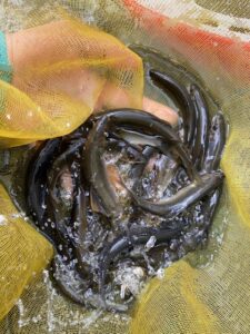 藤本様～中津川　ハ菅橋/アユ10cm-17cm21匹～