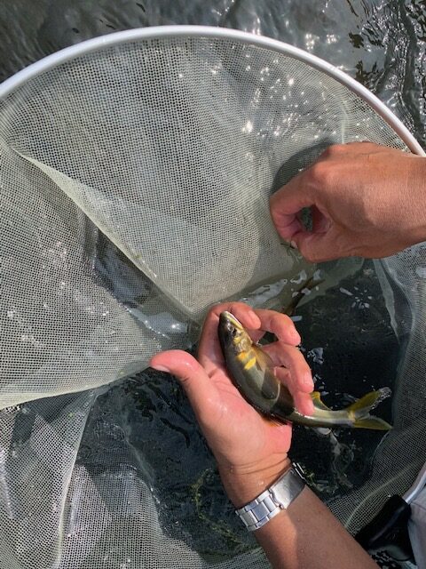 【報告】2023年8月20日 相模屋スタッフによる友釣り講習会