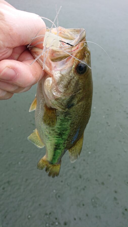 スタッフ吉田君釣行記～津久井湖/ブラックバス25-48cm7本～