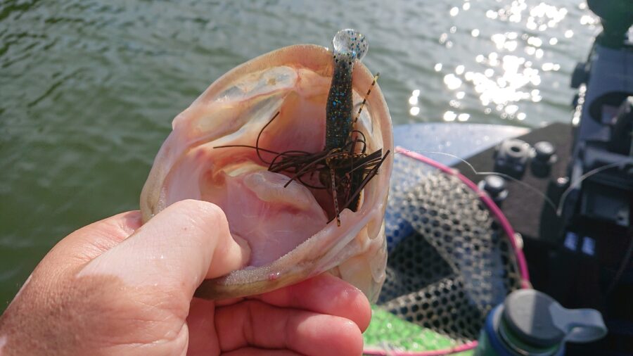 スタッフ吉田君釣行記～津久井湖/ブラックバス25～46cm16匹以上他～