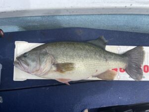 渡辺様～津久井湖/ブラックバス25-51cm3匹～